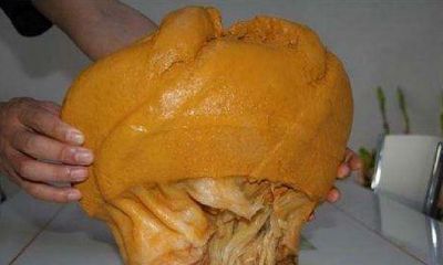 太岁长得什么样（最特别的太岁长什么样）