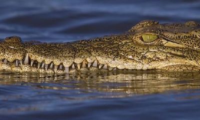 女人梦见鳄鱼是什么预兆周公解梦（女人梦见鳄鱼是什么意思）