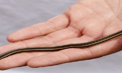 男属龙女属蛇配婚姻好不好（男属龙女属马婚姻相配吗）