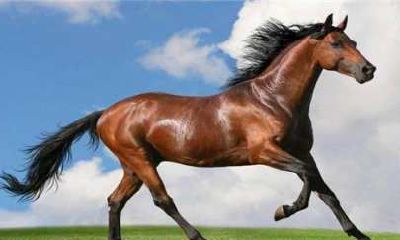 生肖婚配不合如何破解（夫妻属相不合的化解方法）