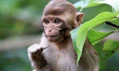 属猴的都有哪年出生的（属猴人出生12个月12种不同命）