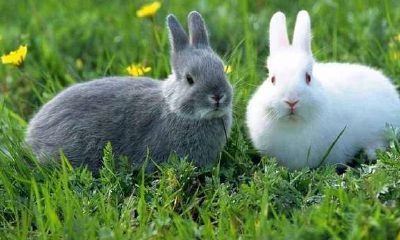 属兔结婚对象要找属什么呢（属兔75年的最适合找个属什么的）