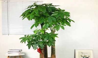 招财树可以啤酒兑水喷叶吗（姻缘香火缘尽咋看）