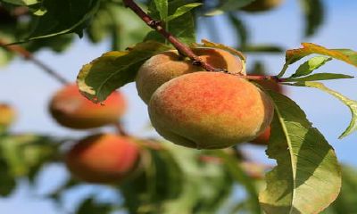 周公解梦大全查询桃子（怀孕梦到去厕所踩到屎了）