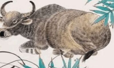 属牛的哪个月份出生最好（属牛的最忌讳几点出生）