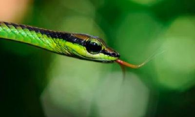 梦见蛇咬了是什么预兆（梦见被蛇咬是什么征兆）