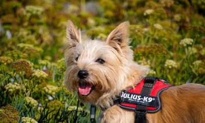 82年属狗在2023年适合买房吗（82年属狗买房子方位）