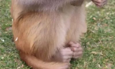 属猴的2023年的发财号（几月属猴女命苦）