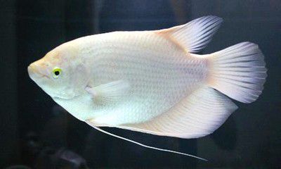 招财鱼用80缸养可以吗（50cm的鱼缸养招财鱼）