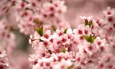 男人沐浴桃花运是什么意思（十年沐浴大运的解释）