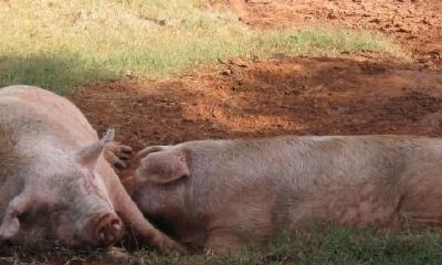 1971年属猪女一生运势及运程（1971年命运坎坷的属猪女人）