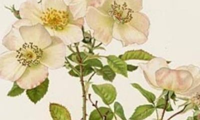 植物名字适合取名的（推荐奇门排盘软件）