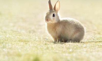 属兔的6月出生好不好（六月属兔的人命运如何）