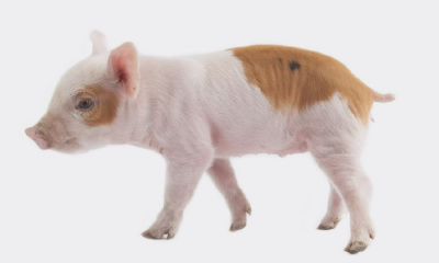 什么属相的男人最好（属狗男的和什么属相最配）