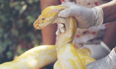 属蛇今天运势财运（属蛇今日运势及每日运程）