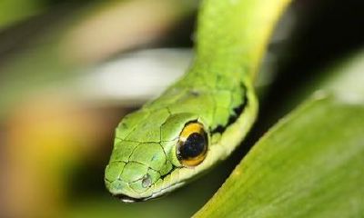 梦见小蛇爬到身上被自己扔掉（梦见从身上拽下好多蛇）