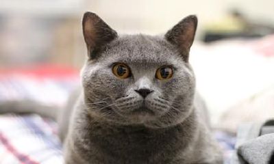 风水养猫为什么招财（猫在风水上代表什么）