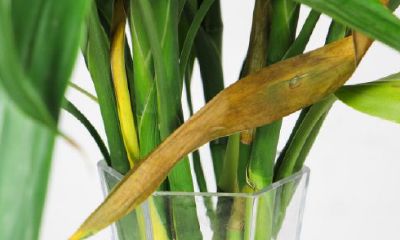 招财竹富贵竹放办公桌上风水好（招财竹水养怎么管理）