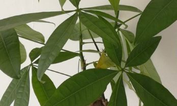 招财树能不能见阳光（招财树喜欢什么样的环境）