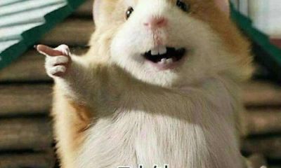 如何对处女座女生表白（庚山甲向九运吉凶断）