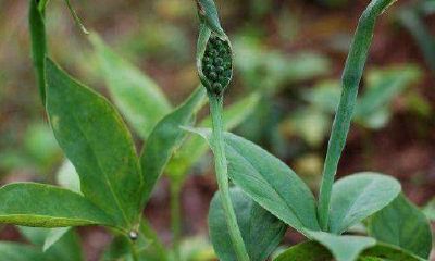 适合起名的药材名字（情侣生肖都属鼠好不好）