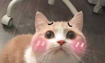 处女座和水瓶座可以结婚吗（水瓶座女生结婚）