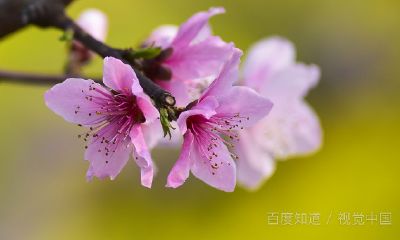 午时辰出生男性桃花运多（男人如何提高桃花运）