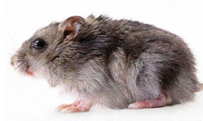 老鼠在家不走什么预兆（老鼠来家里什么预兆）