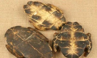 古人怎么用龟壳占卜（古代占卜方法）