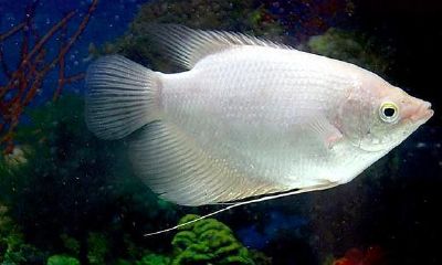 招财鱼过水要多久（招财鱼老浮在水上面）