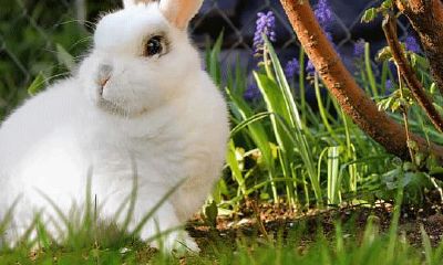 属兔男孩几月份出生最好命（属兔1999年出生什么命）