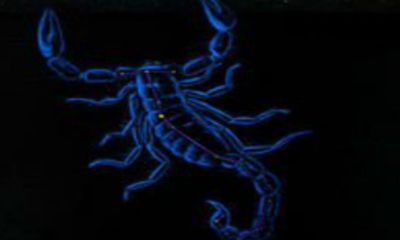 天蝎男最宠爱水瓶女（天蝎男爱上水瓶女真的很痛苦）