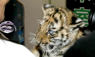 老虎和什么生肖相冲最凶（属兔和什么生肖相冲最凶）