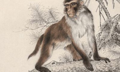 生肖属龙的女人漂亮吗（1988属龙女人）