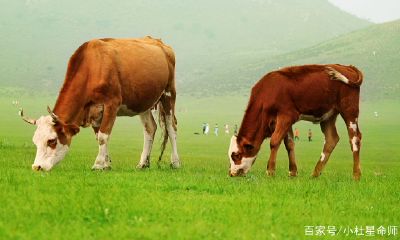 属狗的后半生谁最厉害（69年属鸡后半生婚姻）
