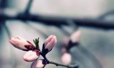 为什么属羊的要躲春（属羊人要远离的生肖）