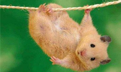 属龙戴什么颜色的碧玺（属羊戴什么颜色碧玺）