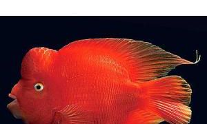 跟招财鱼很像的鱼（招财鱼什么品相最好）