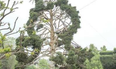 男孩属龙的好吗（生肖猴2023年两喜缠身）