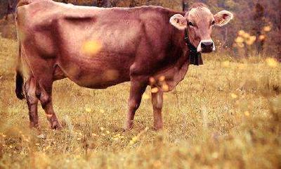 属牛的桃花运在哪年有（属牛人桃花运年份）