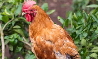 1993年属鸡的女孩哪年结婚好（93属鸡女旺夫吗）