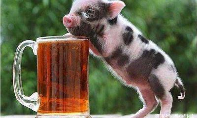 属猪本周运势查询（属猪人今日运势水墨先生）