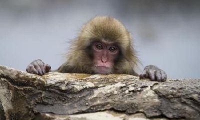 1968年的属猴是什么命（92年属猴的是什么命）