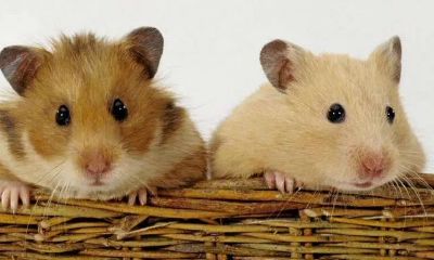 生肖属猪的人性格非常随和亲切（属猪人性格特点及脾气）