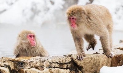 2023年属猴人戴什么吊坠好（属狗的戴什么吊坠最好）