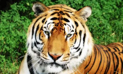 属虎的什么年龄（属兔的年龄表）