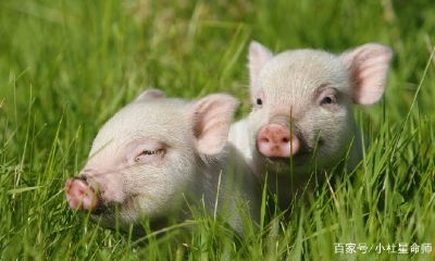 属羊人的心机和城府（属羊女最佳婚配属相）