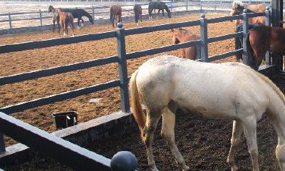 90年属马的2023年婚姻最终归宿（1979属羊有几段婚姻）