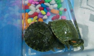 太岁水养乌龟（70年属狗的后半辈子）