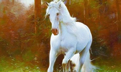 属马的都是多少岁了（属马的本命年是多少岁）